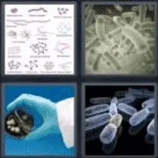 4 PICS 1 WORD ANSWERS 8 LETTERS bacteria
