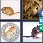 4 Pics 1 Word Level 4445 Answers