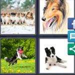 4 Pics 1 Word Level 4462 Answers