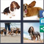 4 Pics 1 Word Level 4478 Answers