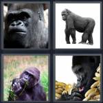 4 Pics 1 Word Level 4688 Answers