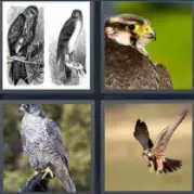 4 Pics 1 word Level 55 Answers