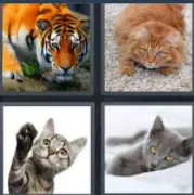 4 Pics 1 word Level 82 Answers