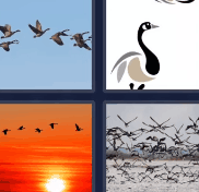 4 Pics 1 Word Level 1750 Answers 2021