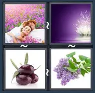 4 Pics 1 Word Level 1799 Answers