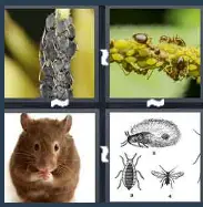 4 Pics 1 Word Level 1955 Answers