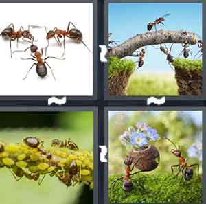 4 Pics 1 Word Level 2135 Answers