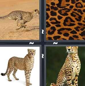 4 Pics 1 Word Level 2196 Answers
