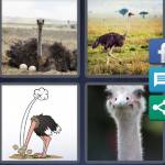 4 Pics 1 Word Level 4856 Answers