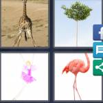 4 Pics 1 Word Level 4906 Answers