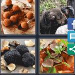 4 Pics 1 Word Level 5036 Answers
