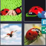 4 Pics 1 Word Level 5058 Answers