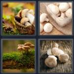 4 Pics 1 Word Level 5107 Answers