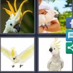 4 Pics 1 Word Level 5241 Answers