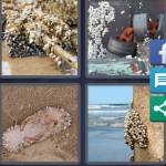 4 Pics 1 Word Level 5242 Answers