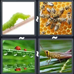 4 Pics 1 Word Level 576 Answers