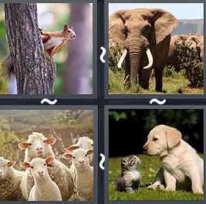 4 Pics 1 word Level 1047 Answers