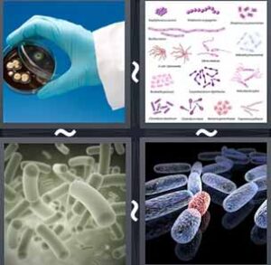 4 Pics 1 word Level 1148 Answers