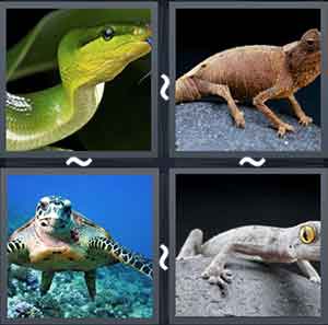 4 Pics 1 word Level 1301 Answers