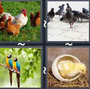 4 Pics 1 word Level 655 Answers