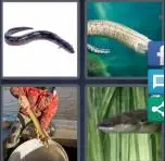 4 Pics 1 Word Level 3596 Answers