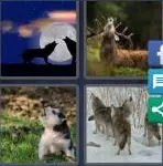 4 Pics 1 Word Level 3776 Answers