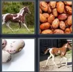 4 Pics 1 Word Level 4003 Answers