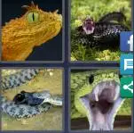 4 Pics 1 Word Level 4086 Answers