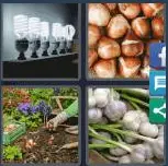 4 Pics 1 Word Level 4205 Answers