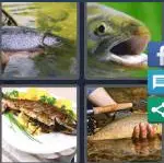 4 Pics 1 Word Level 4227 Answers