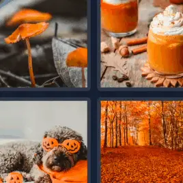 4 Pics 1 Word Daily Bonus October 11 2022 Answers Puzzle for Today