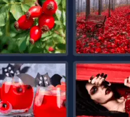 4 Pics 1 Word Daily Bonus October 2 2022 Answers for Today