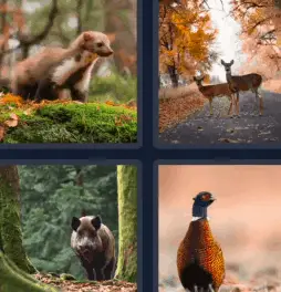 4 Pics 1 Word Daily Bonus Puzzle October 10 2022 Answers for Today